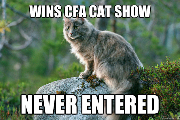 Wins cfa cat show never entered  