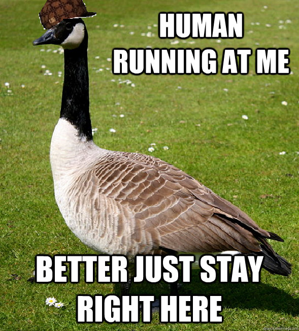 Human running at me better just stay right here - Human running at me better just stay right here  Scumbag Goose