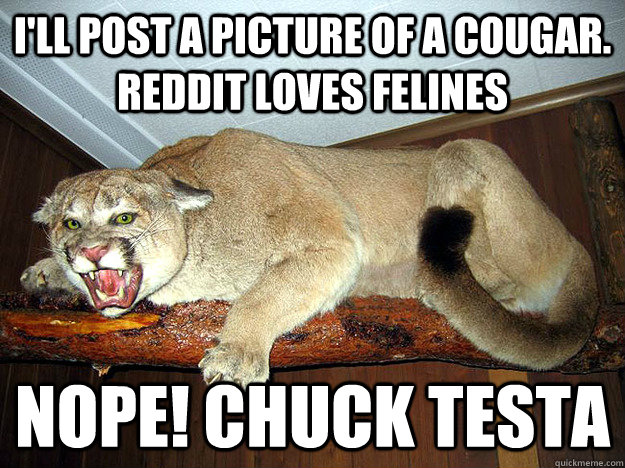 I'll post a picture of a cougar.  Reddit loves felines nope! CHUCK TESTA - I'll post a picture of a cougar.  Reddit loves felines nope! CHUCK TESTA  Nope. chuck testa.