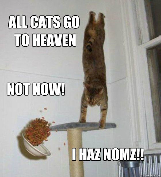 All cats go
 to heaven Not now! I haz Nomz!! - All cats go
 to heaven Not now! I haz Nomz!!  Misc