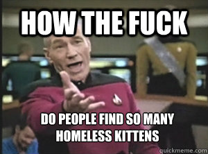 How the Fuck Do people find so many homeless Kittens  Annoyed Picard