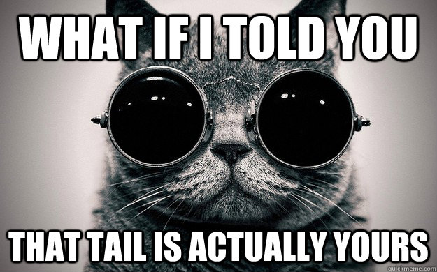 What if i told you that tail is actually yours - What if i told you that tail is actually yours  Morpheus Cat Facts