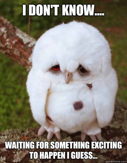 I don't know.... waiting for something exciting to happen I guess...   Depressed Owl