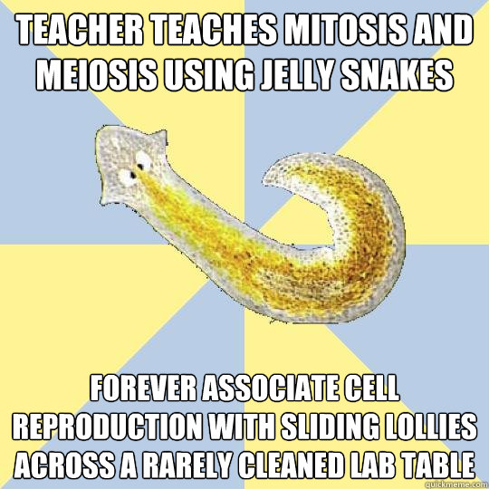 teacher teaches mitosis and meiosis using jelly snakes forever associate cell reproduction with sliding lollies across a rarely cleaned lab table - teacher teaches mitosis and meiosis using jelly snakes forever associate cell reproduction with sliding lollies across a rarely cleaned lab table  Bio Major Planarian