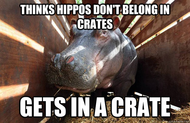 Thinks Hippos don't belong in crates Gets in a crate  Hippo Crate