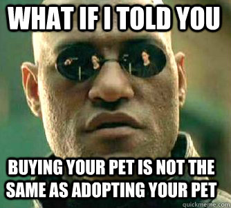 what if i told you buying your pet is not the same as adopting your pet  Matrix Morpheus