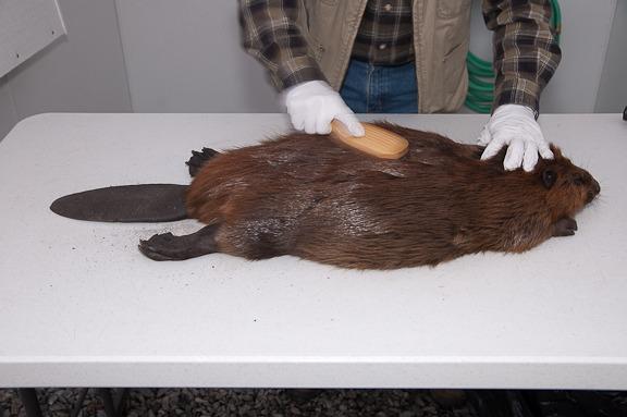  THE MOST IMPORTANT ASPECT OF BEAVER PREP IS THE CLEANING. A GOOD, CLEAN BEAVER IS AN INTEGRAL PART OF BEAVER CONSUMPTION. Misc