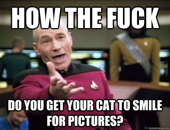 how the fuck do you get your cat to smile for pictures?  Annoyed Picard HD