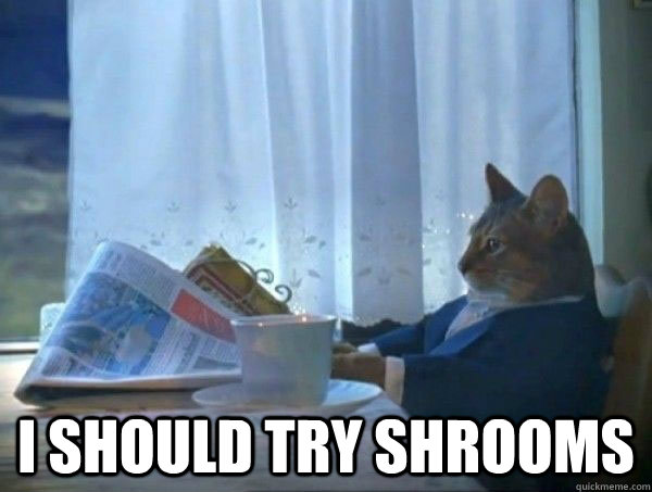  I should try shrooms  morning realization newspaper cat meme