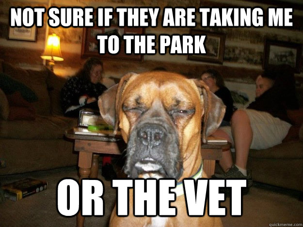Not sure if they are taking me to the park or the vet - Not sure if they are taking me to the park or the vet  Misc