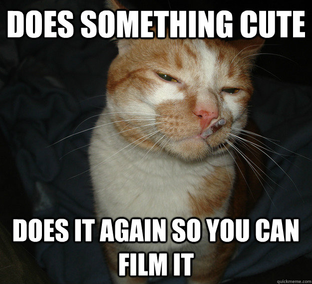Does something cute Does it again so you can film it  Good Guy Cat