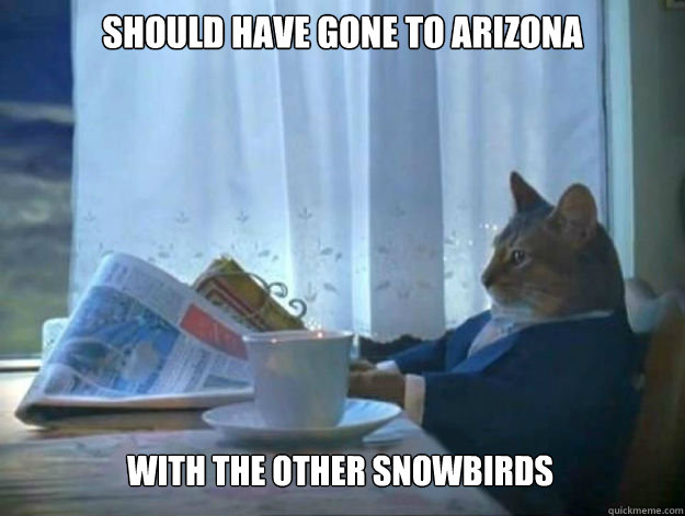 Should have gone to Arizona with the other snowbirds - Should have gone to Arizona with the other snowbirds  Average Dad Cat