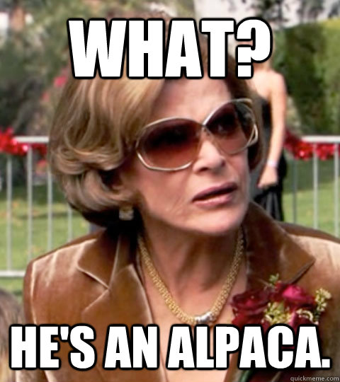 What? He's an alpaca.  Lucille Bluth