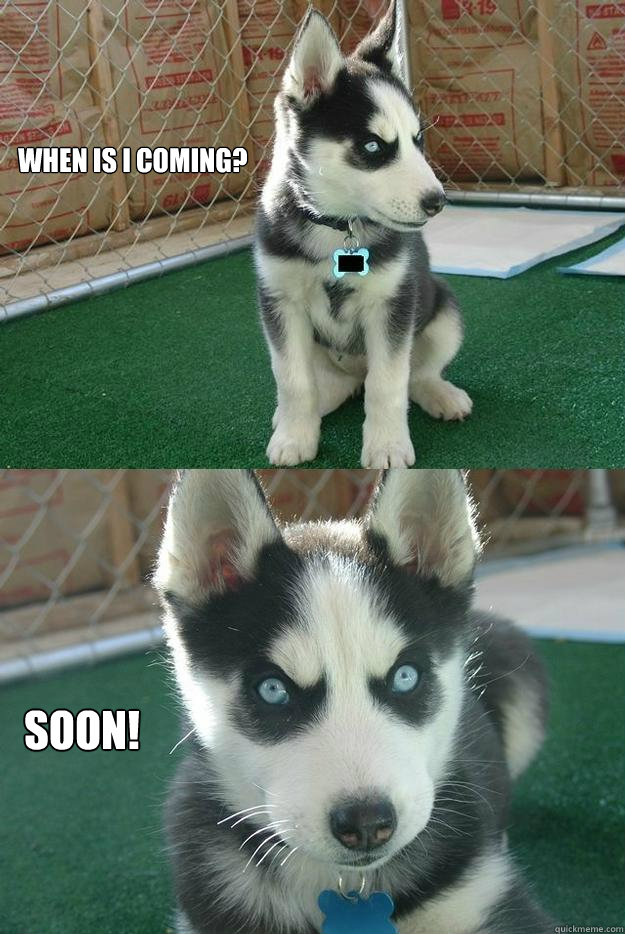 When is I coming? SOON!  Insanity puppy