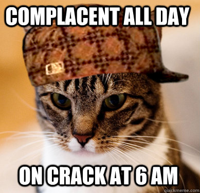 Complacent all day On crack at 6 AM  Scumbag Cat