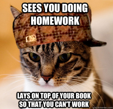 sees you doing homework lays on top of your book so that you can't work  Scumbag Cat