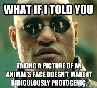 What if I told you taking a picture of an animal's face doesn't make it ridiculously photogenic.  What if I told you