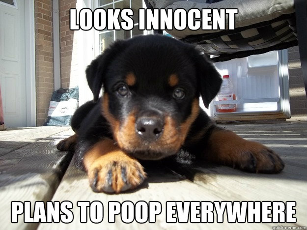 Looks innocent Plans to poop everywhere - Looks innocent Plans to poop everywhere  Distraction puppy