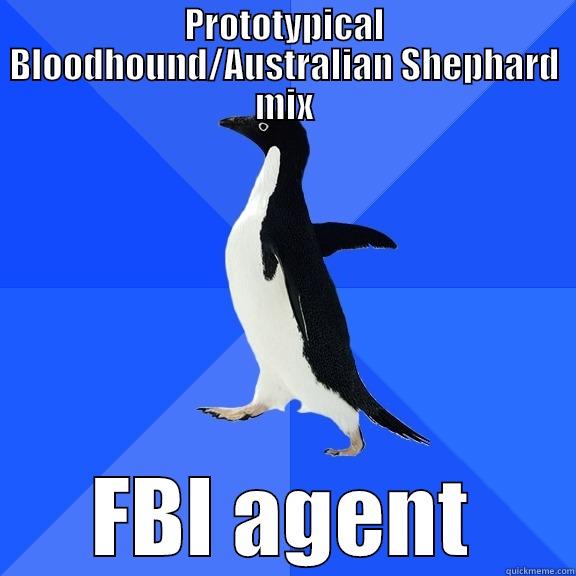 PROTOTYPICAL BLOODHOUND/AUSTRALIAN SHEPHARD MIX FBI AGENT Socially Awkward Penguin