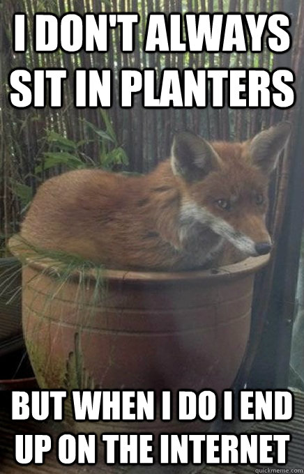 i don't always sit in planters but when I do I end up on the internet - i don't always sit in planters but when I do I end up on the internet  Most Interesting Fox in the World