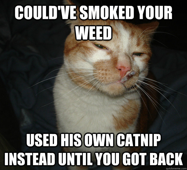 Could've smoked your weed used his own catnip instead until you got back   Good Guy Cat