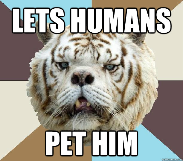 lets humans pet him  