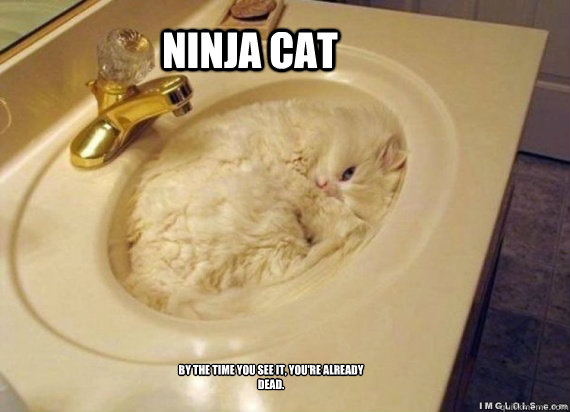 NINJA Cat By the time you see it, you're already dead.  NINJA sink cat