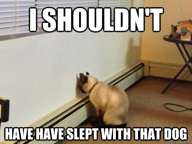 I shouldn't have have slept with that Dog  Regretful Cat
