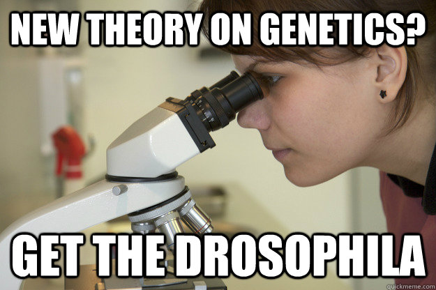New theory on genetics? Get the drosophila  Biology Major Student