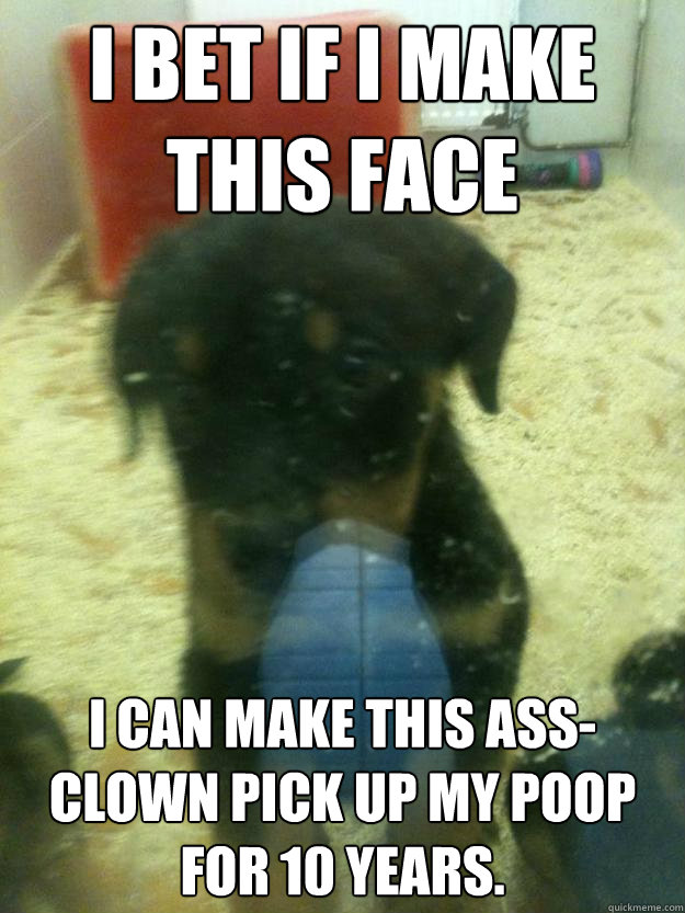 I bet if I make this face I can make this ass-clown pick up my poop for 10 years. - I bet if I make this face I can make this ass-clown pick up my poop for 10 years.  manipulativepuppy