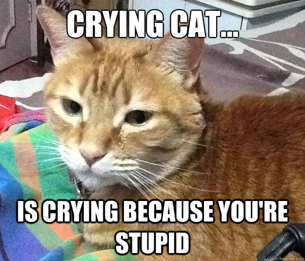 Crying cat... is crying because you're stupid  