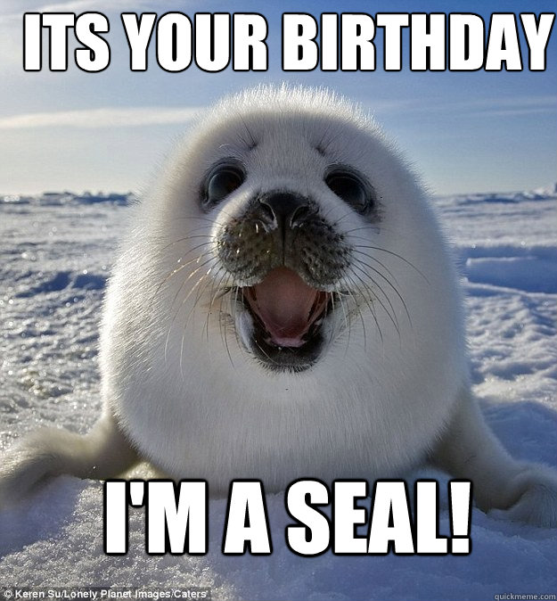 Its your birthday i'm a seal! - Its your birthday i'm a seal!  Face-for-Memes Seal