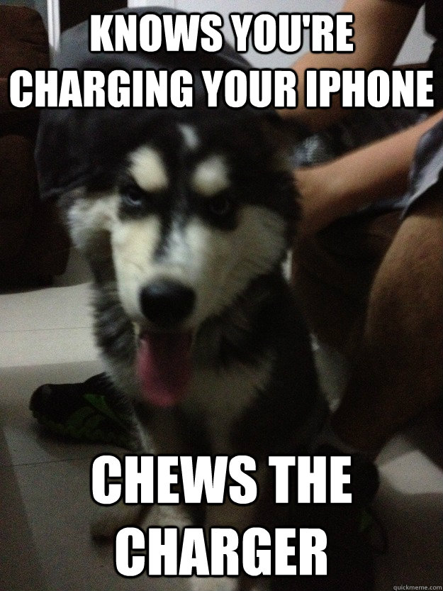 KNOWS YOU'RE CHARGING YOUR iPHONE CHEWS THE CHARGER  