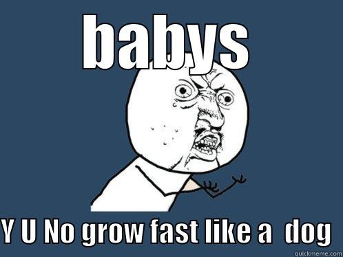 BABYS Y U NO GROW FAST LIKE A  DOG  Y U No
