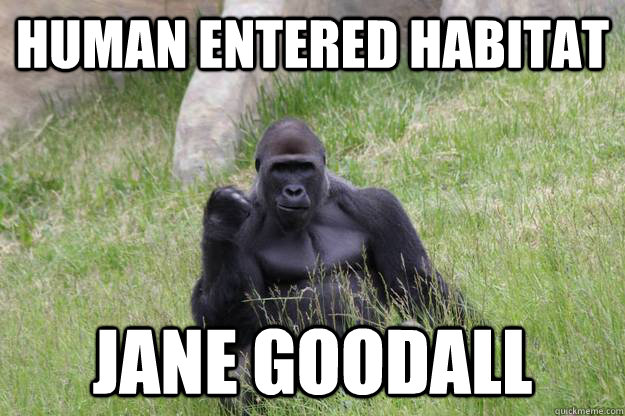 Human Entered Habitat Jane Goodall   Success Gorilla