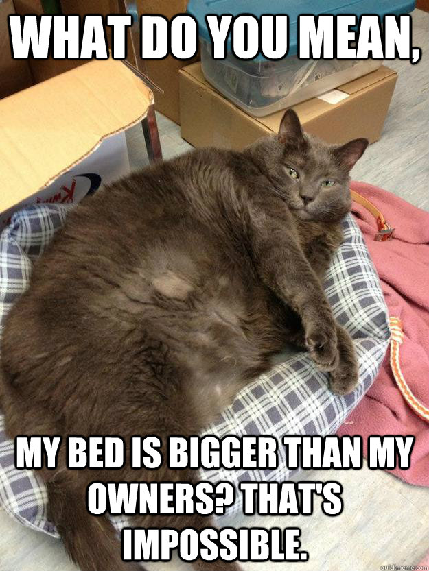 what do you mean, my bed is bigger than my owners? that's impossible.  Denial fat cat