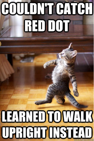 Couldn't catch red dot Learned to walk upright instead - Couldn't catch red dot Learned to walk upright instead  Pimp Strut Cat