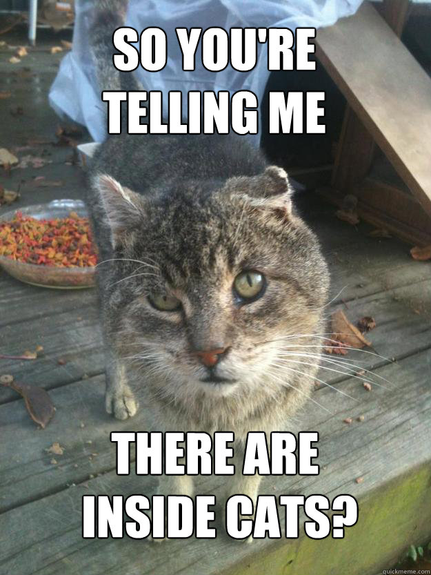 So you're 
telling me there are
 inside cats? - So you're 
telling me there are
 inside cats?  Skeptical Third World Cat