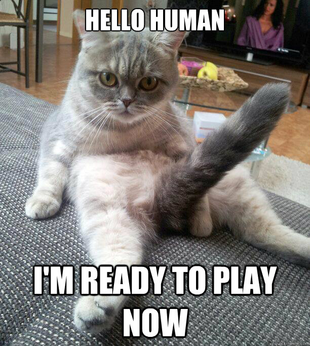 Hello Human I'm ready to play now - Hello Human I'm ready to play now  Creeper Cat