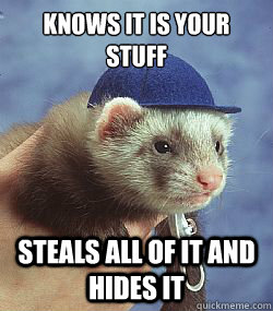 Knows it is your stuff steals all of it and hides it  - Knows it is your stuff steals all of it and hides it   Scumbag ferret
