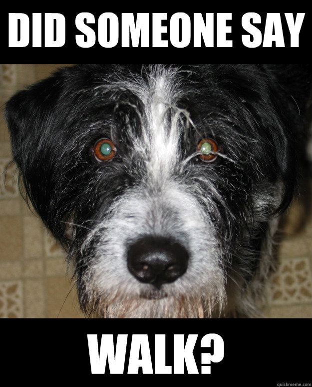 did someone say walk? - did someone say walk?  staredog