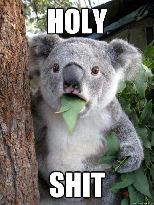 holy shit - holy shit  Shocked Koala