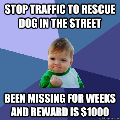 Stop traffic to rescue dog in the street Been missing for weeks and reward is $1000  Success Kid
