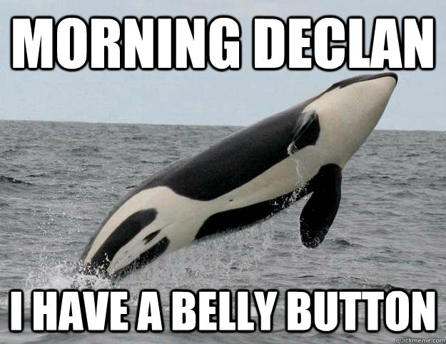 morning declan i have a belly button - morning declan i have a belly button  Whale mmg