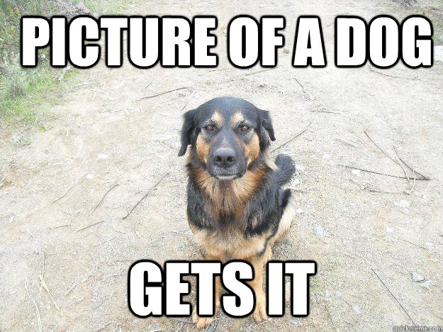  picture of a dog gets it -  picture of a dog gets it  Good Guy Dog