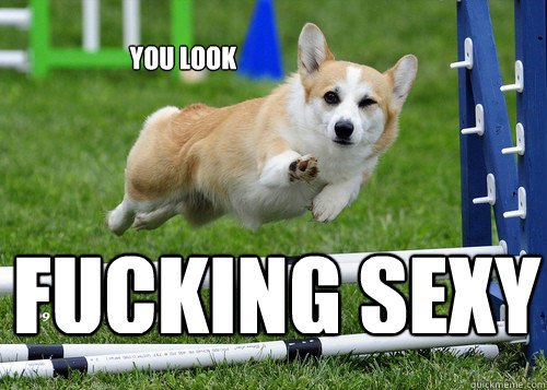 you look fucking sexy - you look fucking sexy  Ridiculously Photogenic Dog