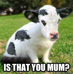  IS THAT YOU MUM?  sad baby cow