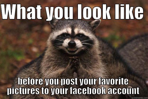 Cynical Poster - WHAT YOU LOOK LIKE  BEFORE YOU POST YOUR FAVORITE PICTURES TO YOUR FACEBOOK ACCOUNT Evil Plotting Raccoon