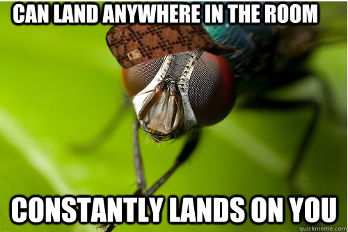 Can land anywhere in the room constantly lands on you  Scumbag Fly