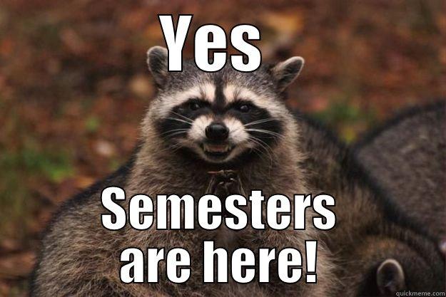 YES  SEMESTERS ARE HERE! Evil Plotting Raccoon